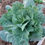 Thumbnail: Collards (Brassica oleracea var. viridis)