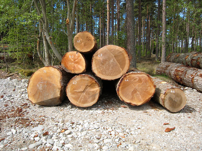 sustainable native larch ready for milling