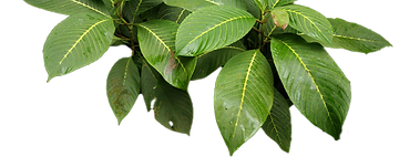 Plants_00011_edited.png