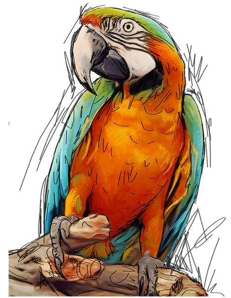 02-Harliquin macaw.png