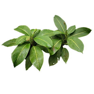 Plants_00011.png