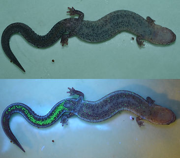 salamander white UV.jpg