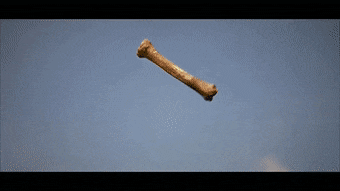 VioletEmbarrassedAmericanshorthair-max-1mb.gif