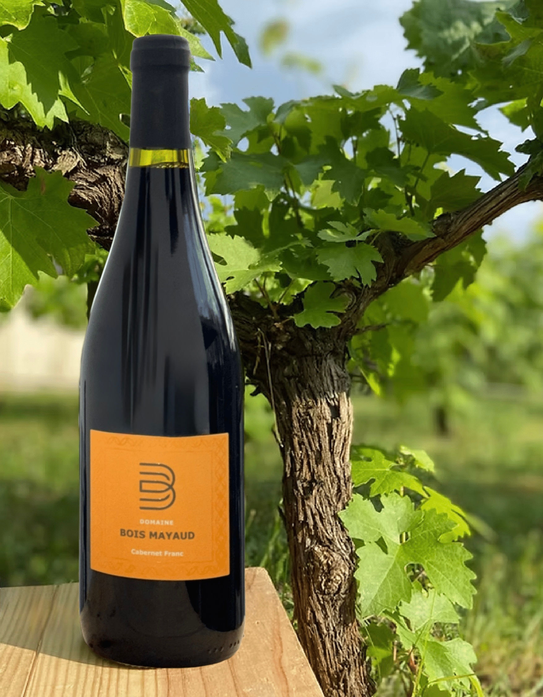 Matière Fruitée - Saint Nicolas de Bourgueil - Domaine Bois Mayaud - 2024