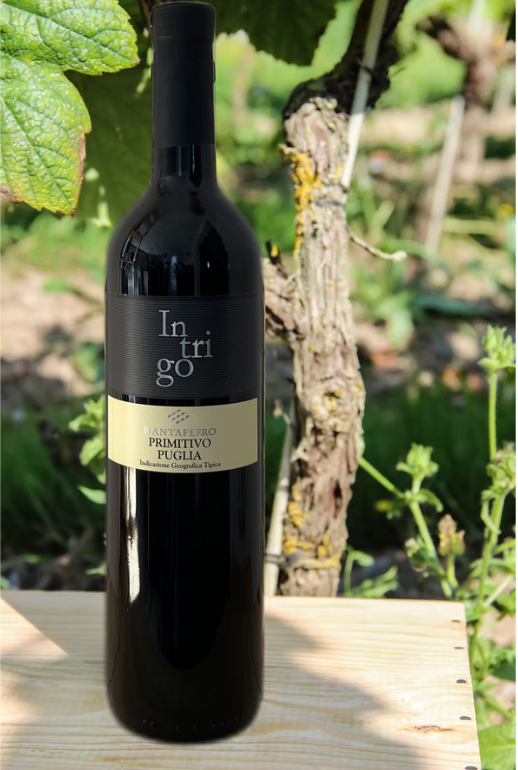 Intrigo Primitivo - 2023