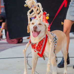 Mascotas 2023