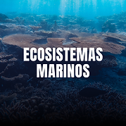 BUCEO DE NAUFRAGIOS (4).png