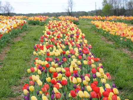 Virginia's Annual Tulip Festival is Underway!