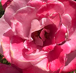 IMG_1566.jpeg