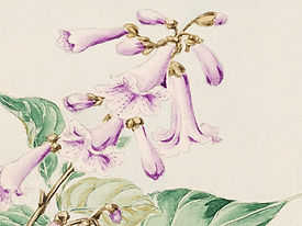 Purple Bellflower Sketch