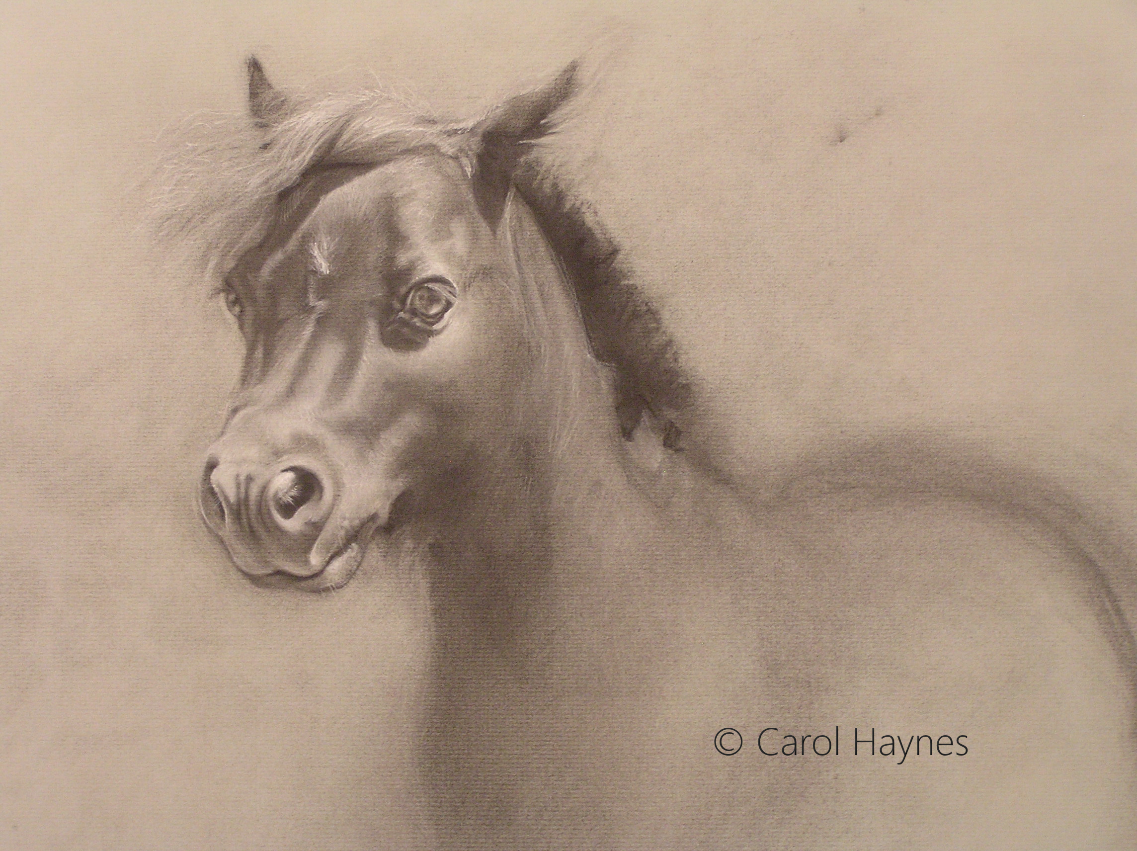 Pepper, Carol Haynes