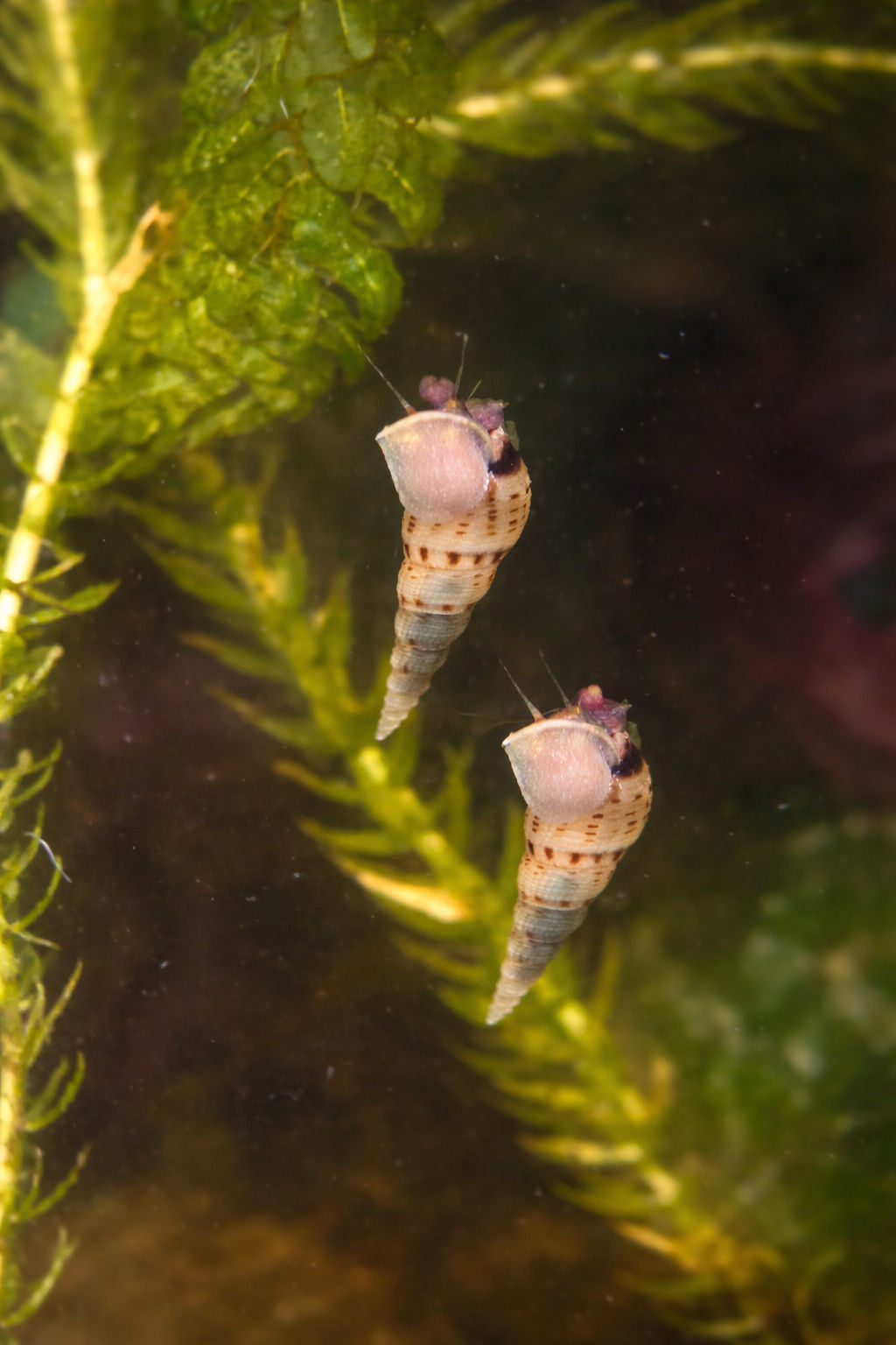 Malaysian trumpet snails - mixed sizes