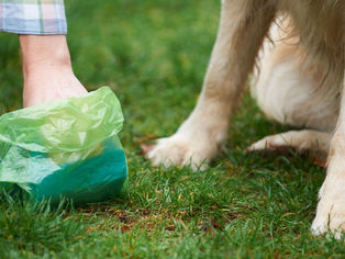 Dog owners face fines for not picking up pet poo