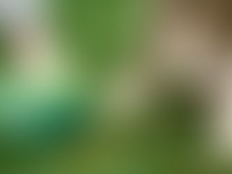 Dog owners face fines for not picking up pet poo