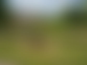 Inspired by nature: Free live art competition comes to Great Linford Manor Park