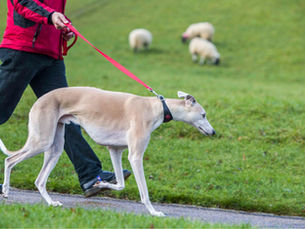 Dogs on leads, please.
