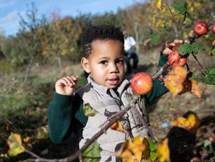 Apple Day and half term activities