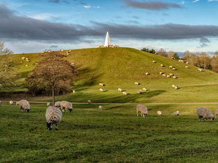 Woolly residents are coming baaaa-ck to Campbell Park