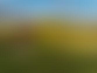 Woolly residents are coming baaaa-ck to Campbell Park