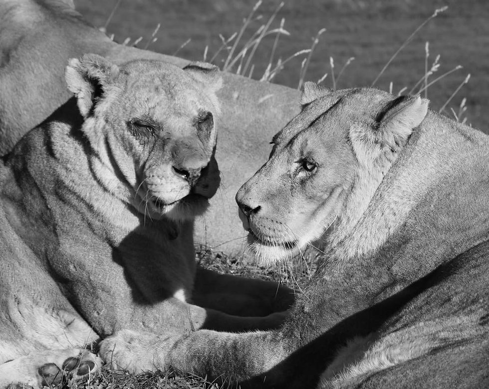 Heartbreak at Woburn Safari Park as Lionesses Abi and Tullulah Pass Away