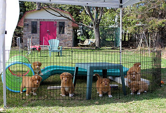 Enya and Trey Tunney fun 156 with puppie