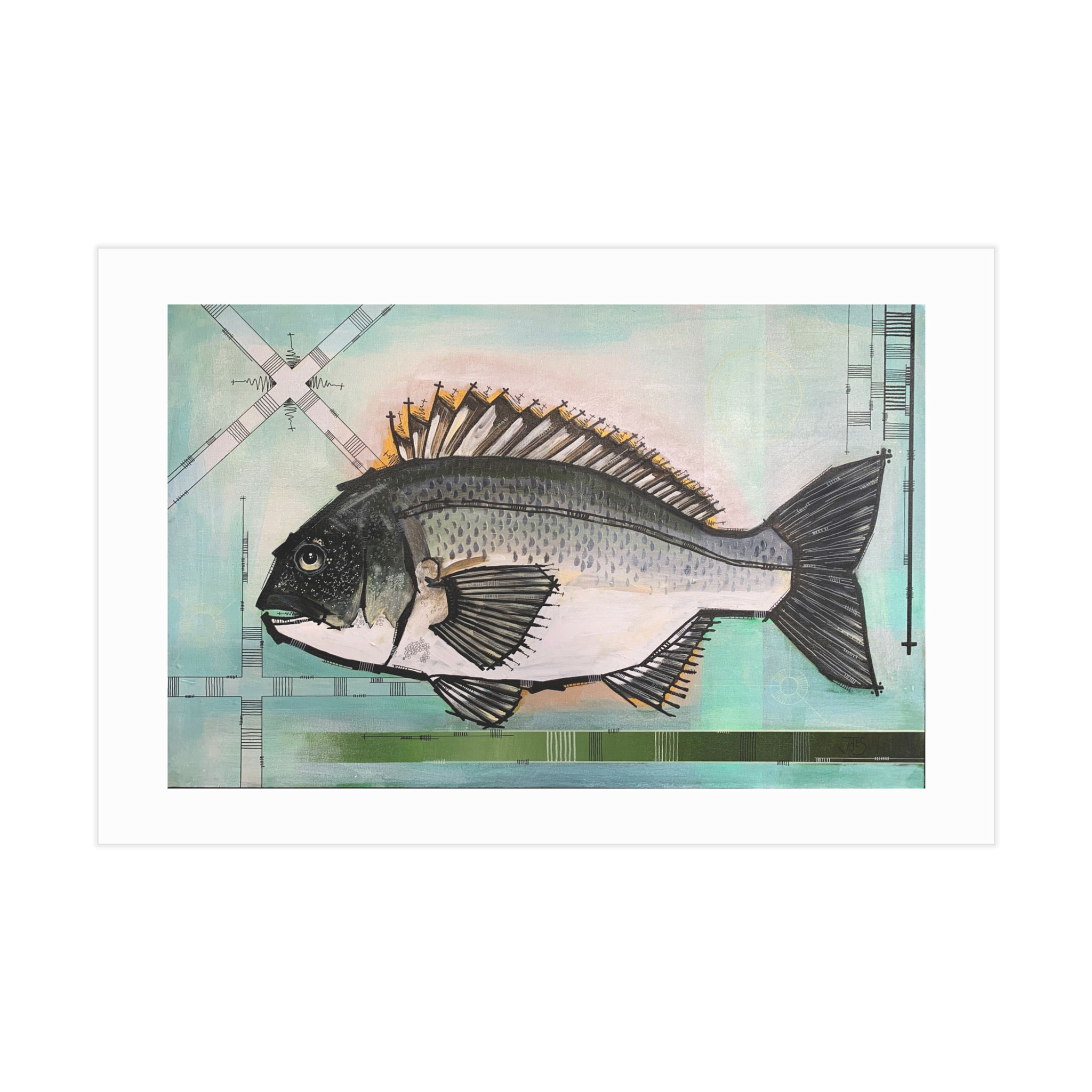 Black Bream Art Print — Coastal Fish Wall Art (Unframed)