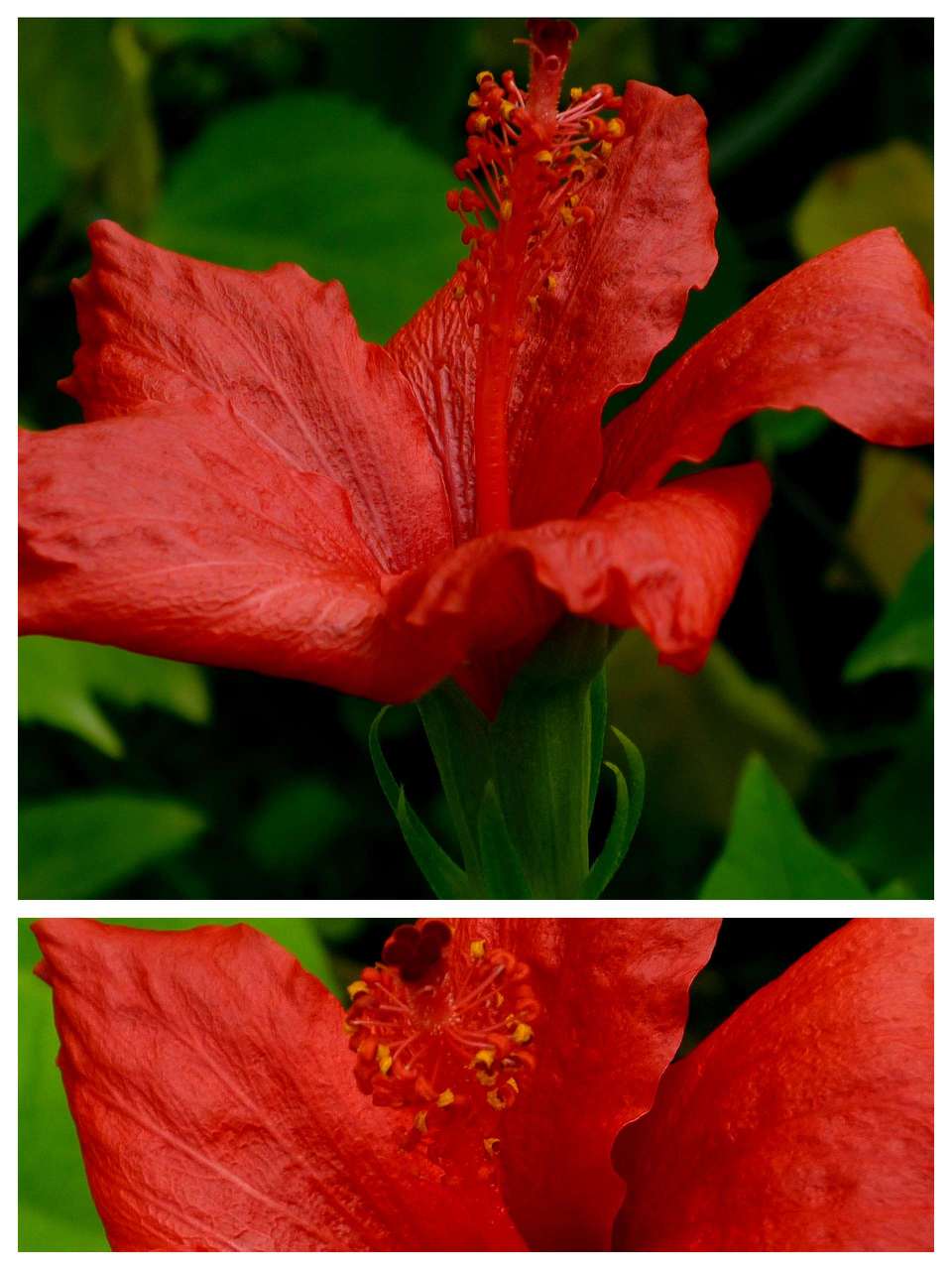 Hibiscus