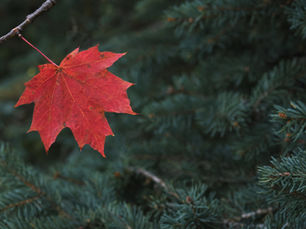 A single red maple leaf hangs in front of dark green evergreen needles.