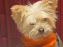 Pippy 2024 2_edited_edited_edited.jpg