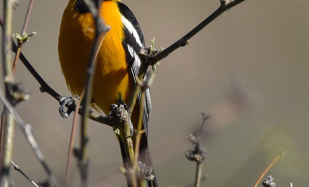 Hooded Oriole