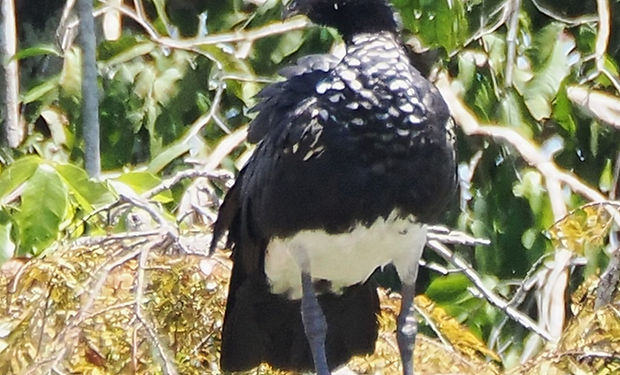 Horned Screamer