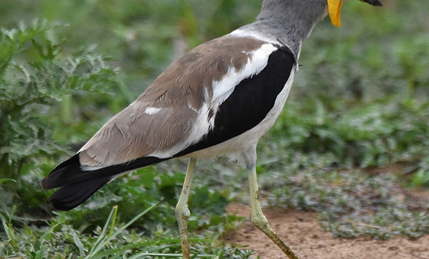 White-crowned Lapwing