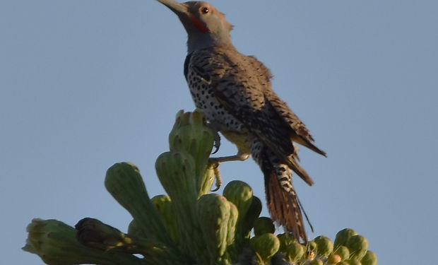 Gilded Flicker