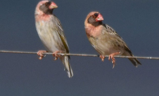 Red-billed Quelea