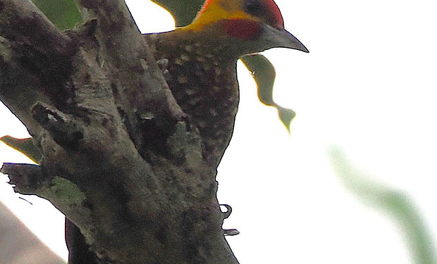 White-throated Woodpecker