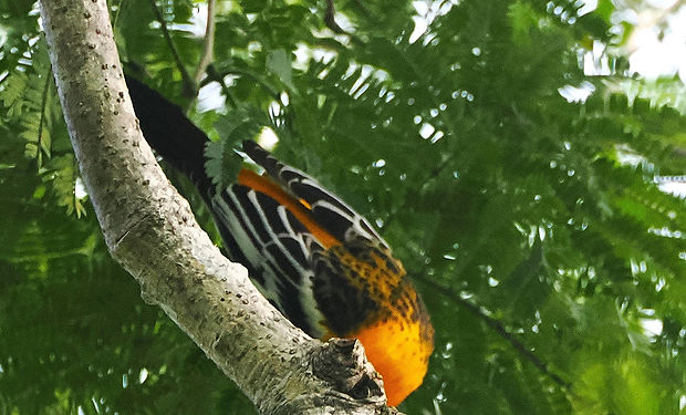 Streak-backed Oriole
