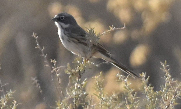 Sagebrush Sparrow