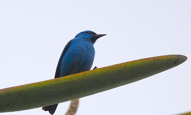 Blue Dacnis