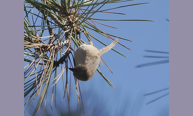 Bushtit