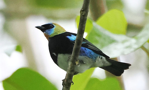 Golden-hooded Tanager
