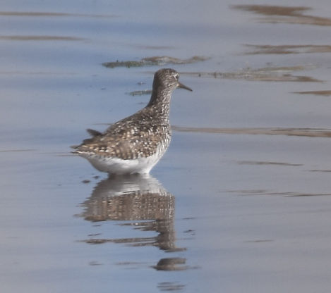 Solitary Sandpiper