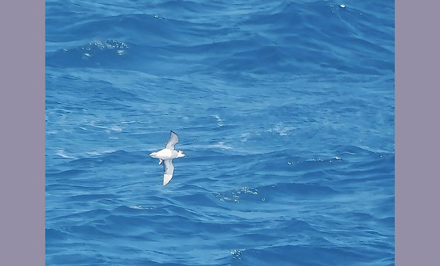 Subantarctic Shearwater