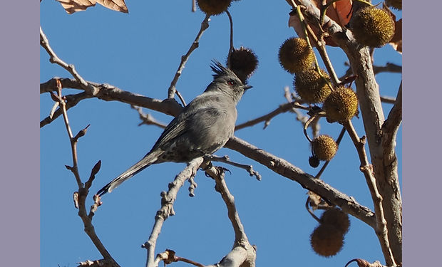 Phainopepla