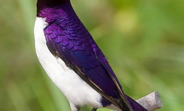 Violet-backed Starling