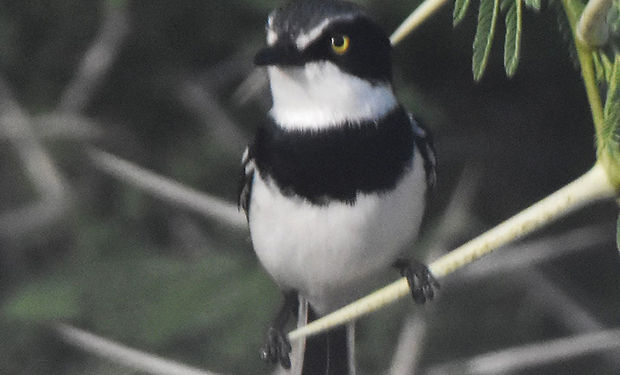Chinspot Batis