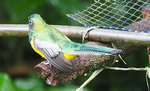 Graceful Black-throated Trogon