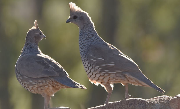 Scaled Quail
