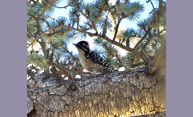 Nuttall's Woodpecker