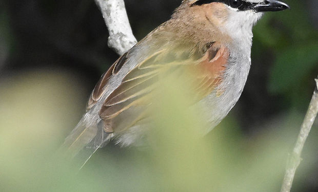 Black-crowned Tchagra