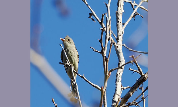 Greater Pewee